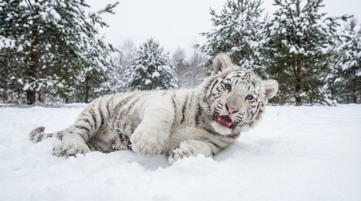 户外露出动物视频
